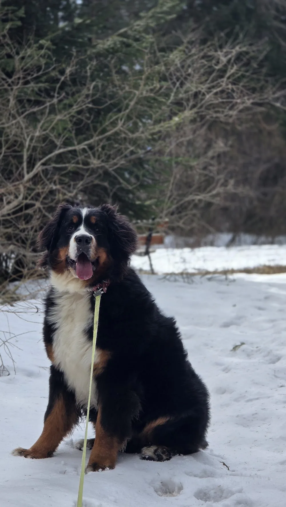 Veronika Nicolussi Castellan Educatrice Istruttrice Cinofila ENCI FISC GENTLE TEAM Dog sitter Pensione per cani Val di Fassa - South Tyrol pet otel görseli 7