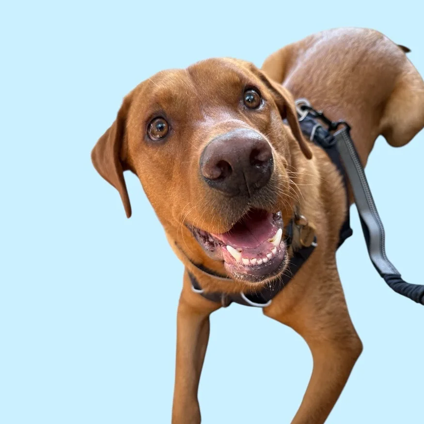 Ashingdon Heights Boarding Kennels - Southend-on-Sea pet otel görseli 4