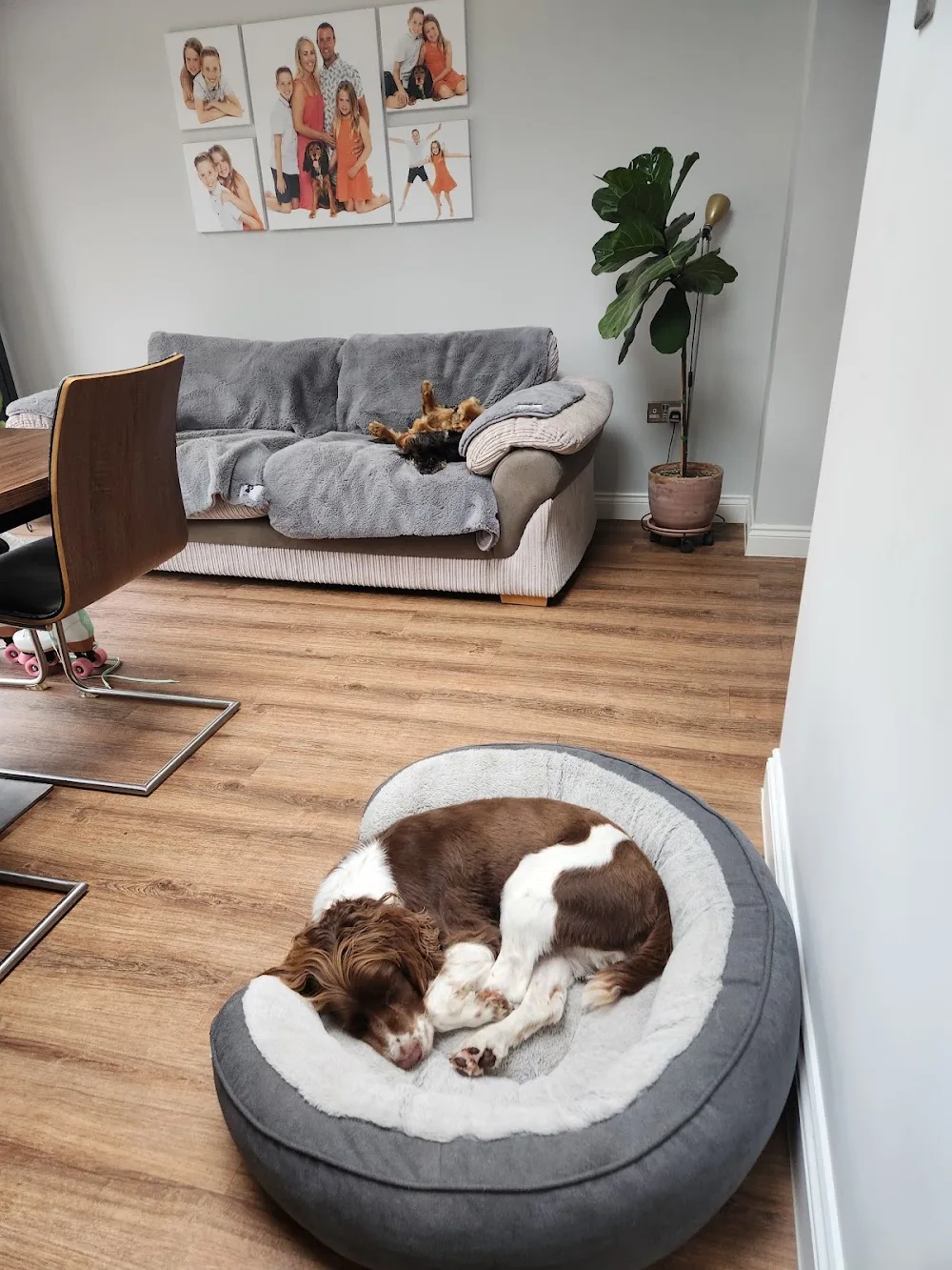 Barkens Home Dog Boarding - Southend-on-Sea pet otel görseli 3