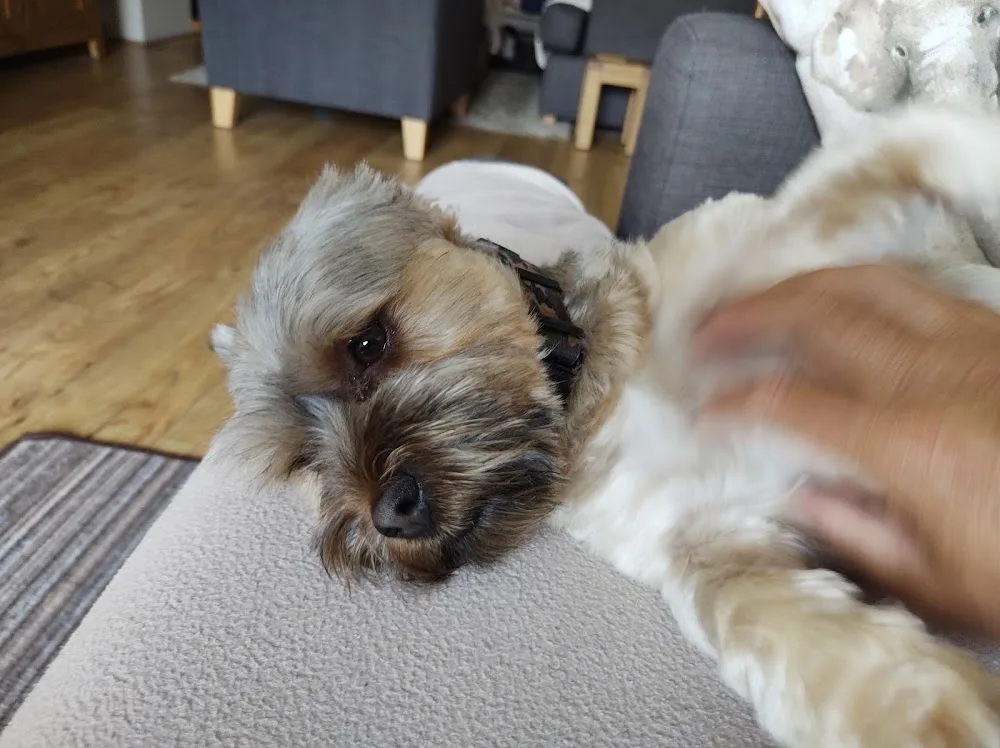 Happy Pooch - Southend-on-Sea pet otel
