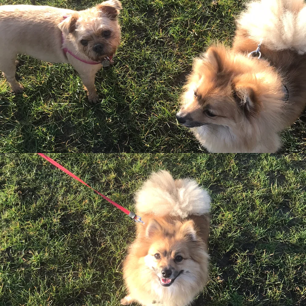 J’s Home From Home Dog Boarding - Southend-on-Sea pet otel görseli 3