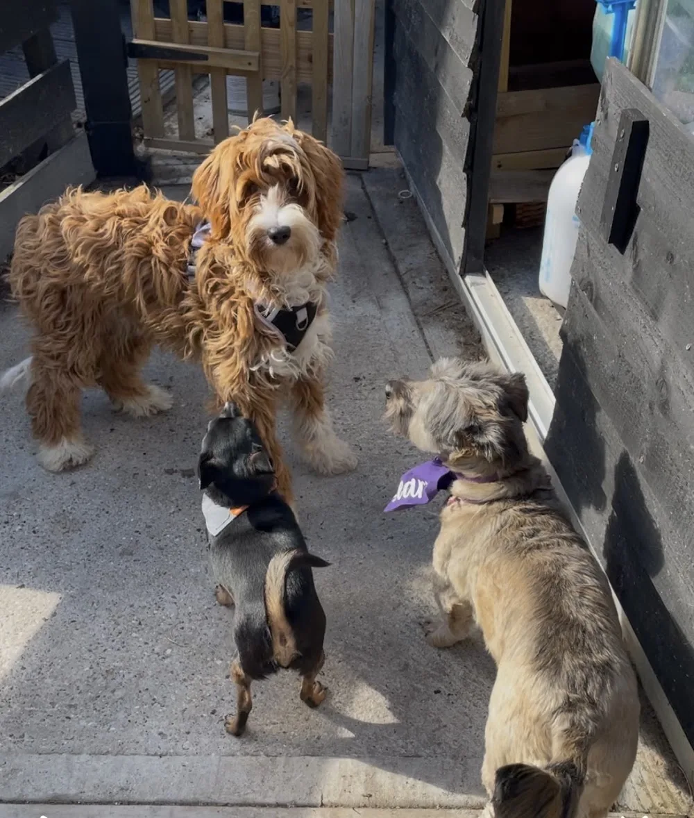 Kaya’s Little Haven - Southend-on-Sea pet otel görseli 3