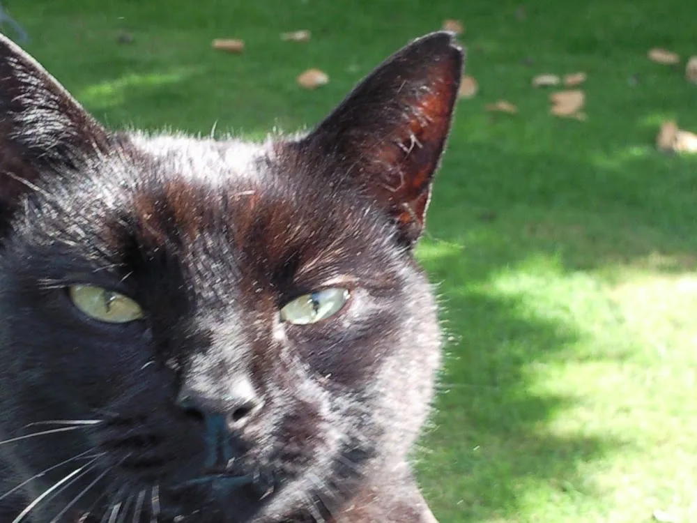 Kitty's Paradise Cattery - Southend-on-Sea pet otel