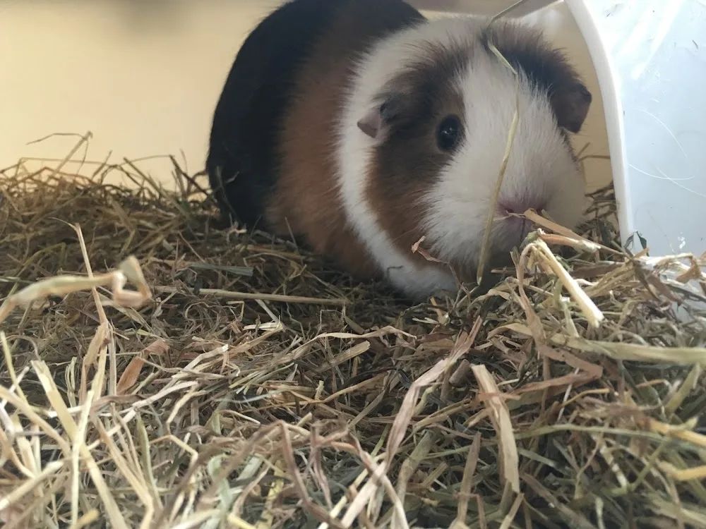 Pet Set Go - Southend-on-Sea pet otel görseli 2