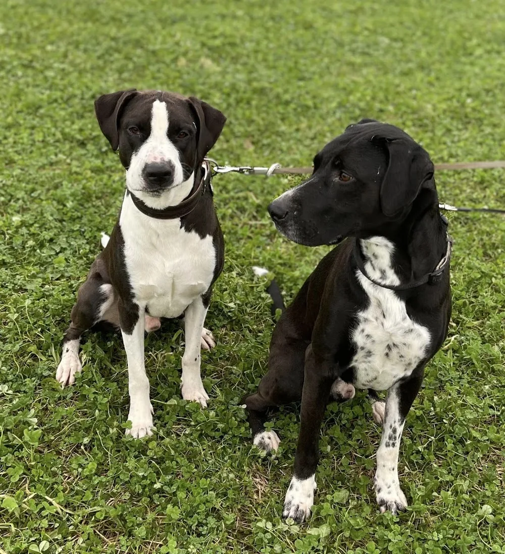 Ærtebjerg Hundepension v/Ditte Stevne Kristensen - Southern Denmark pet otel görseli 3