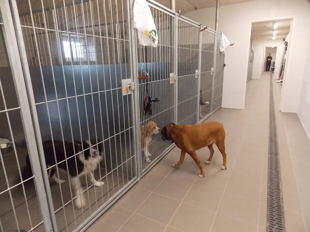 Andersen's Dog and cat pension - Southern Denmark pet otel