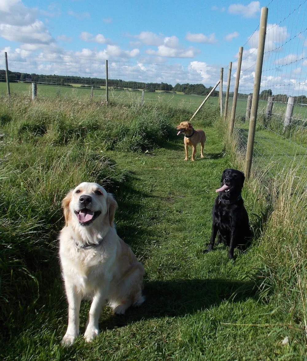 Andersen's Dog and cat pension - Southern Denmark pet otel görseli 3
