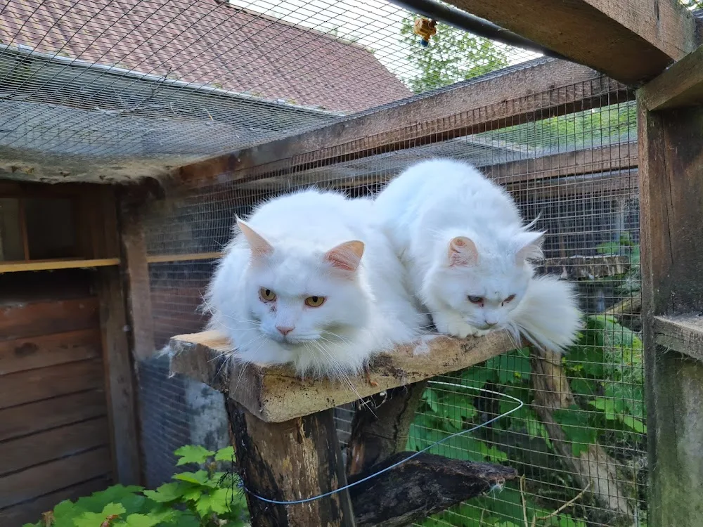 Bakkely Kattepension v/Klaus Ørjan - Southern Denmark pet otel görseli 3