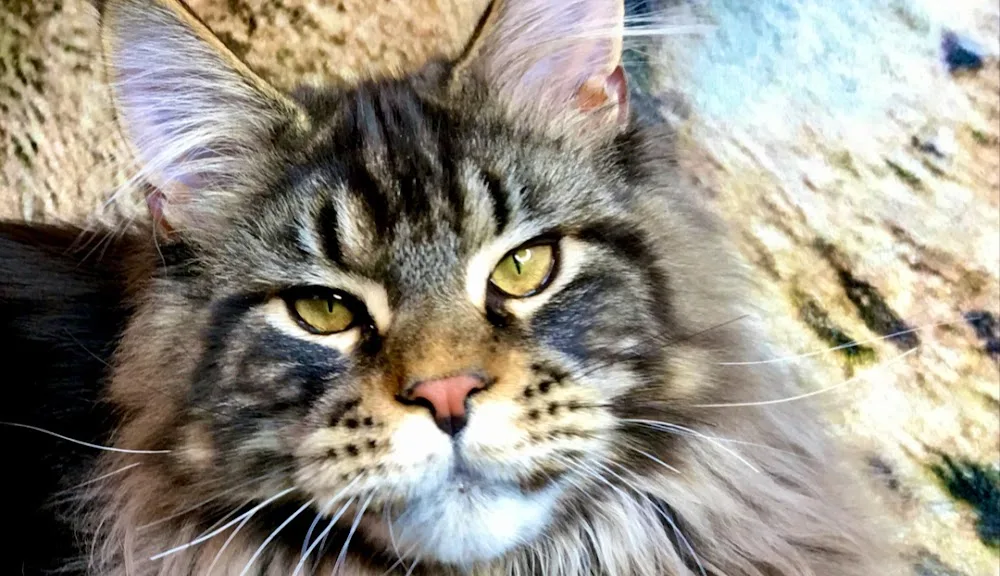 DK Gentle Cat Eyes Maine Coon Cattery - Southern Denmark pet otel