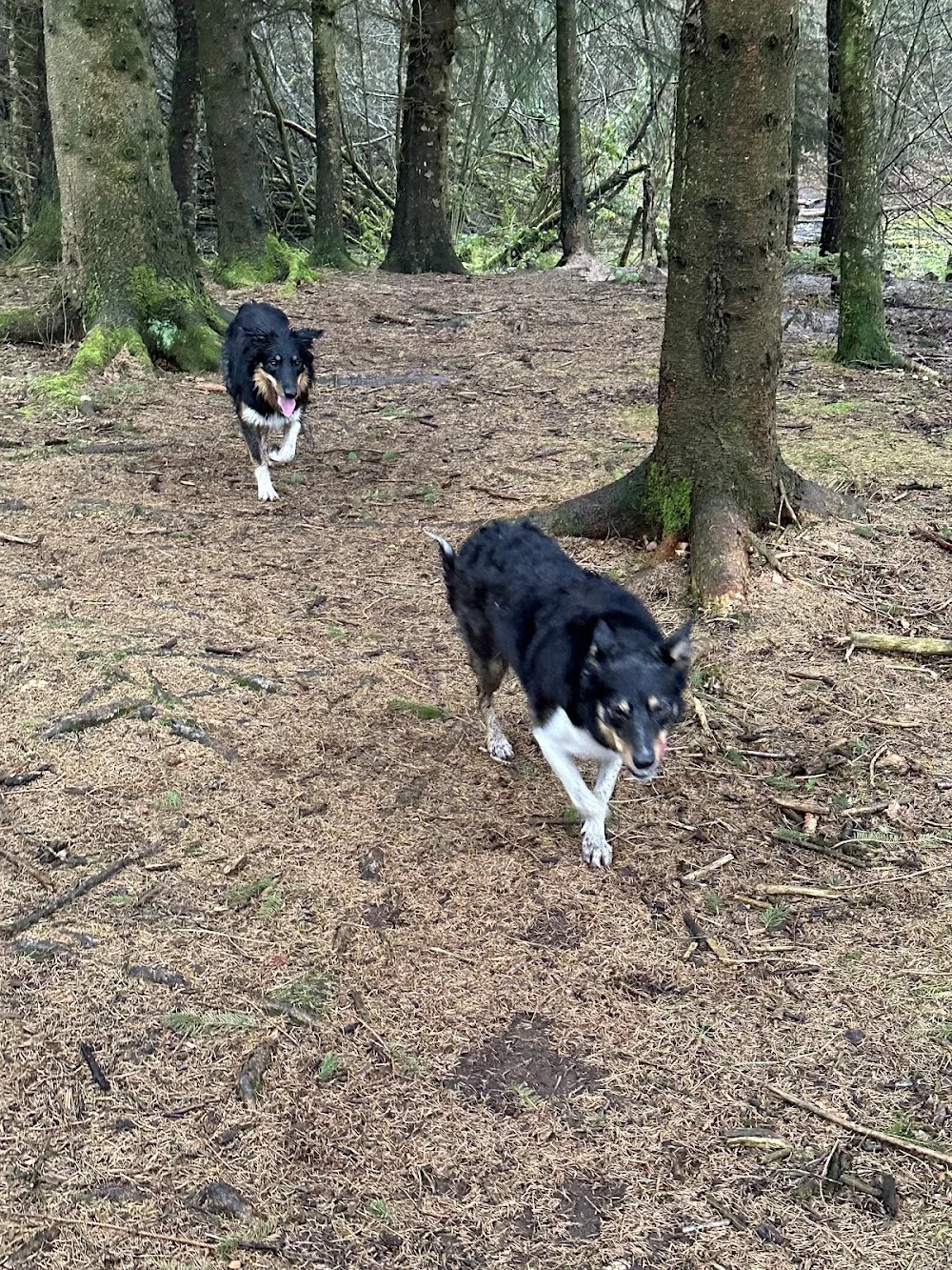 Doxx Hundecenter - Southern Denmark pet otel görseli 3