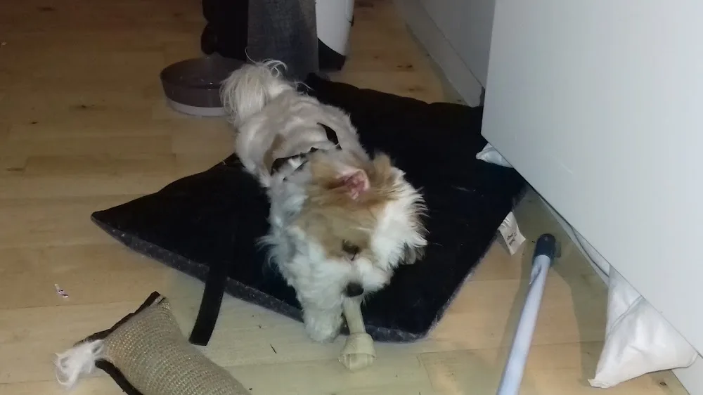 Kennel Birkedal - Southern Denmark pet otel görseli 3