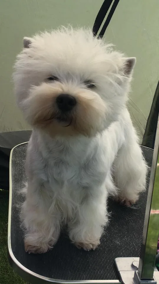 Kennel Fjodor - West Highland White terriers - Southern Denmark pet otel