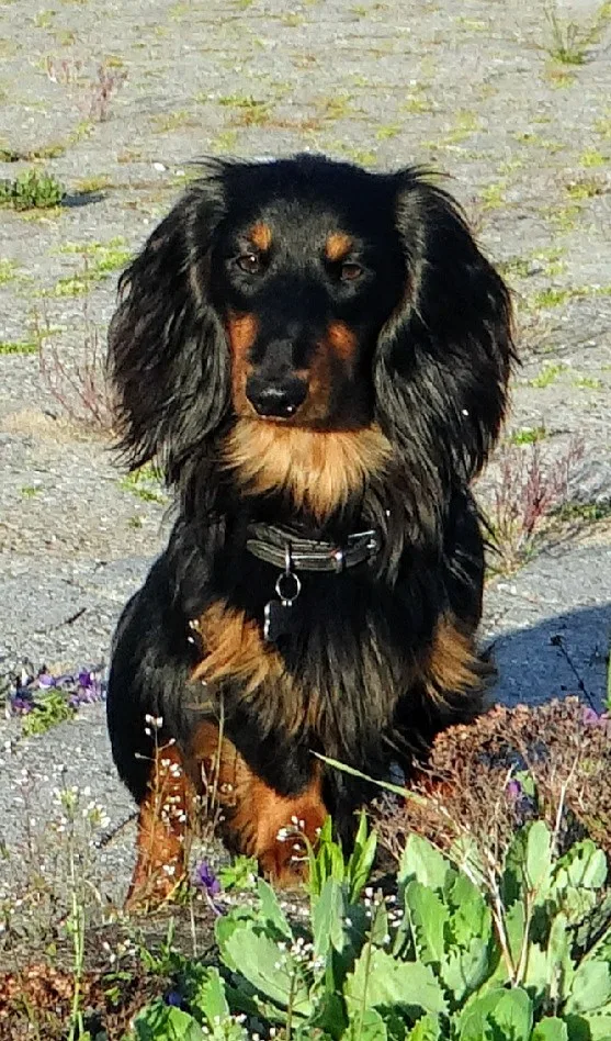 Kennel Frilund v/Conny Frilund Ebsen - Southern Denmark pet otel