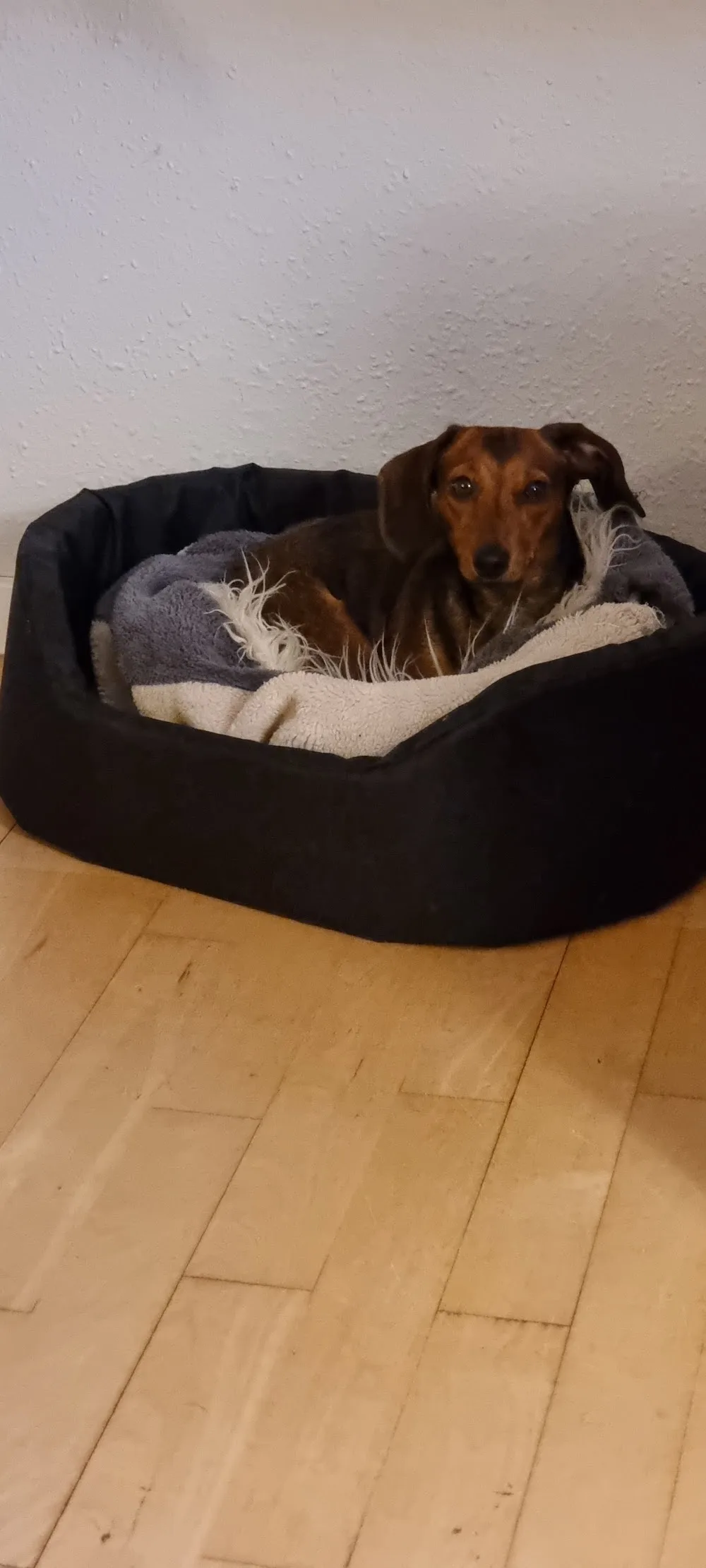 Kennel Hamann - Southern Denmark pet otel görseli 3