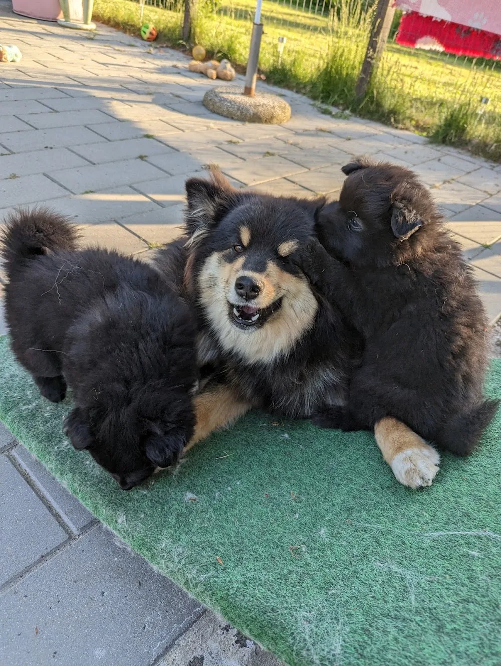 Kennel Happylapp - Southern Denmark pet otel