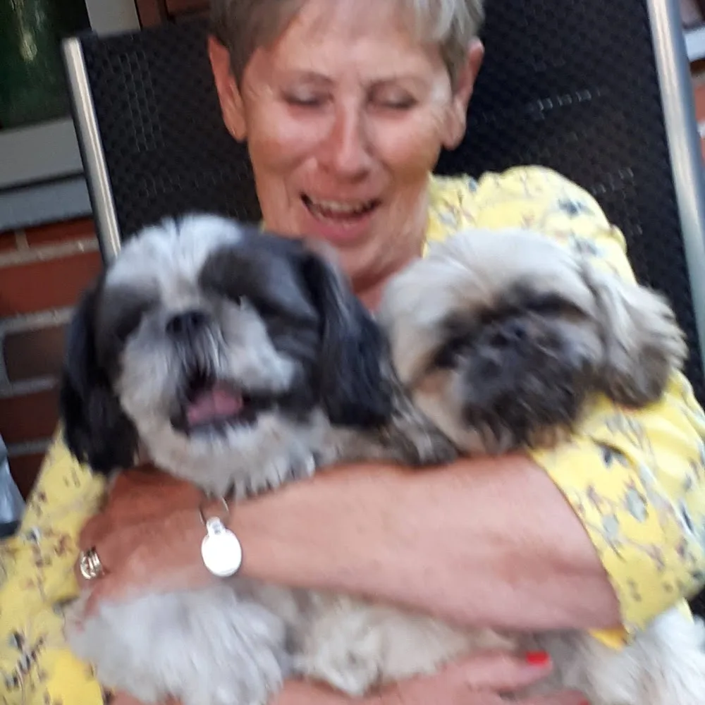 Kennel Shih Tzu Paradis - Southern Denmark pet otel görseli 3