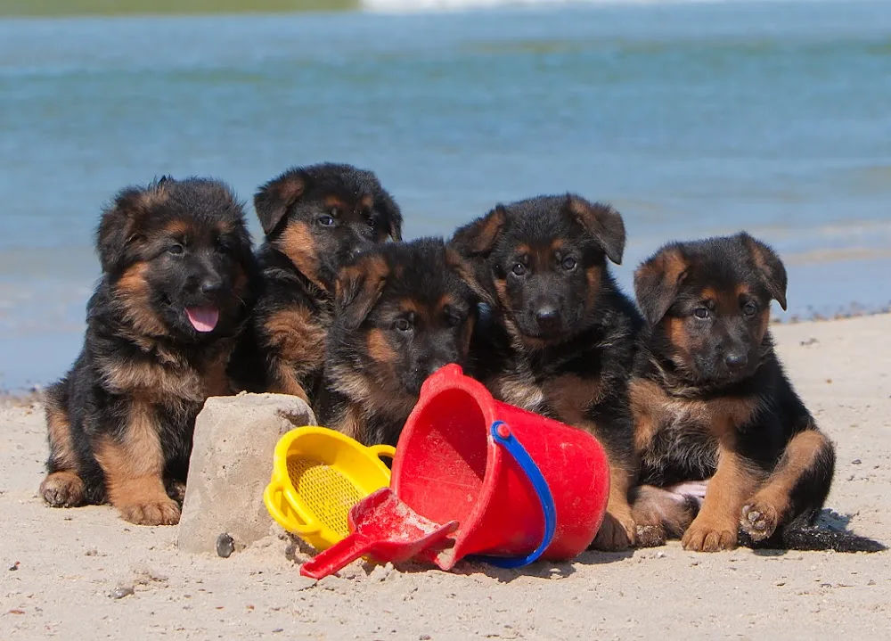 Kennel Team Pakas - Southern Denmark pet otel