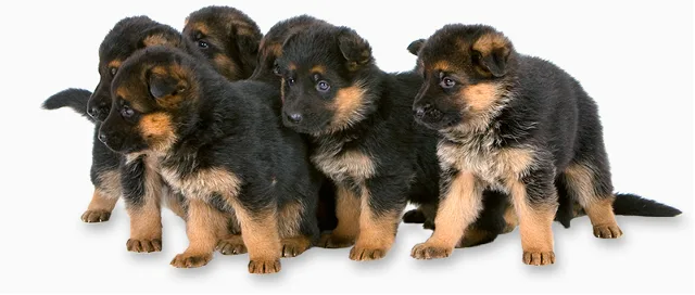 Kennel Team Pakas - Southern Denmark pet otel görseli 3