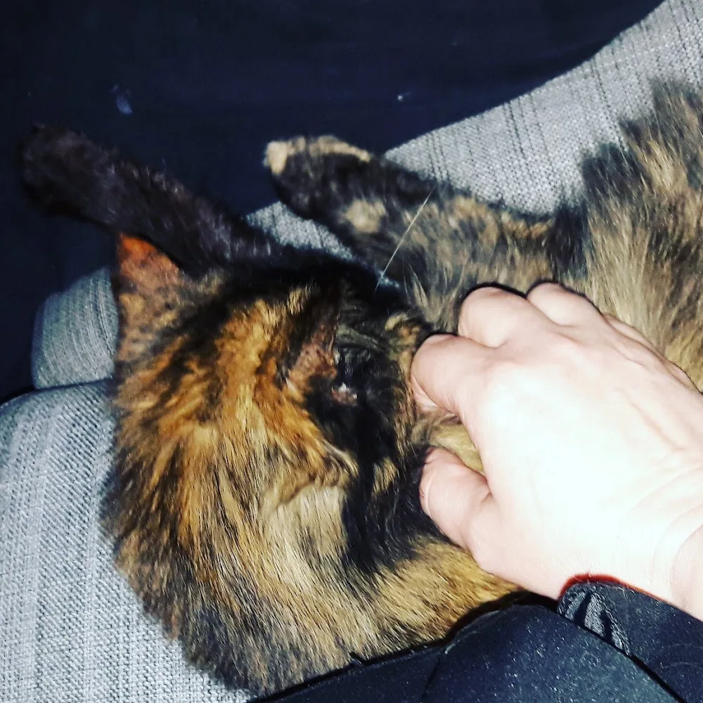 Kittycare - Southern Denmark pet otel