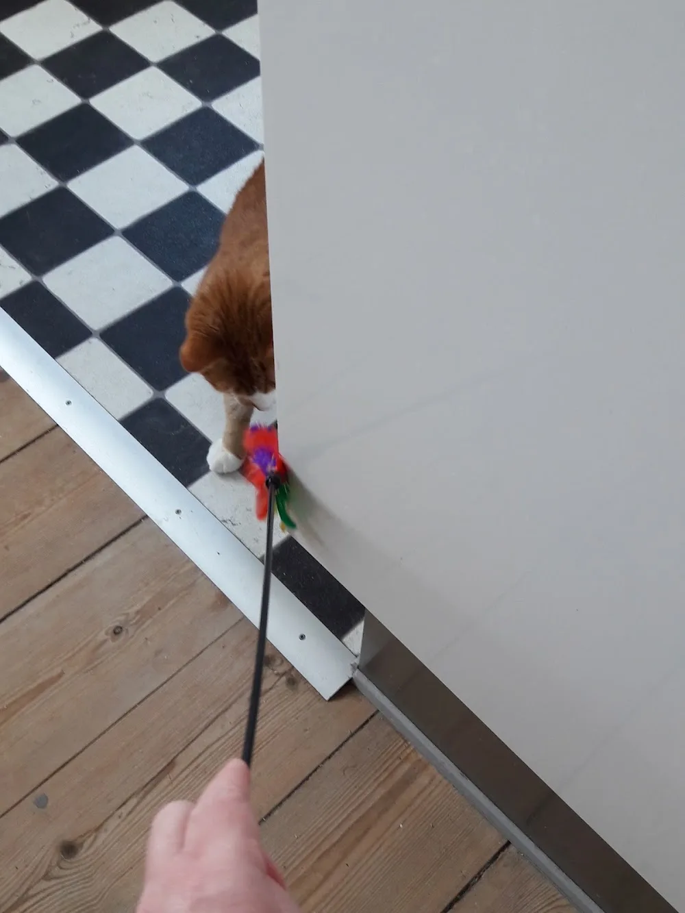 Kittycare - Southern Denmark pet otel görseli 3
