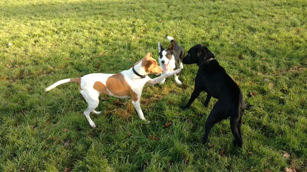 Kolding Hundecenter - Southern Denmark pet otel