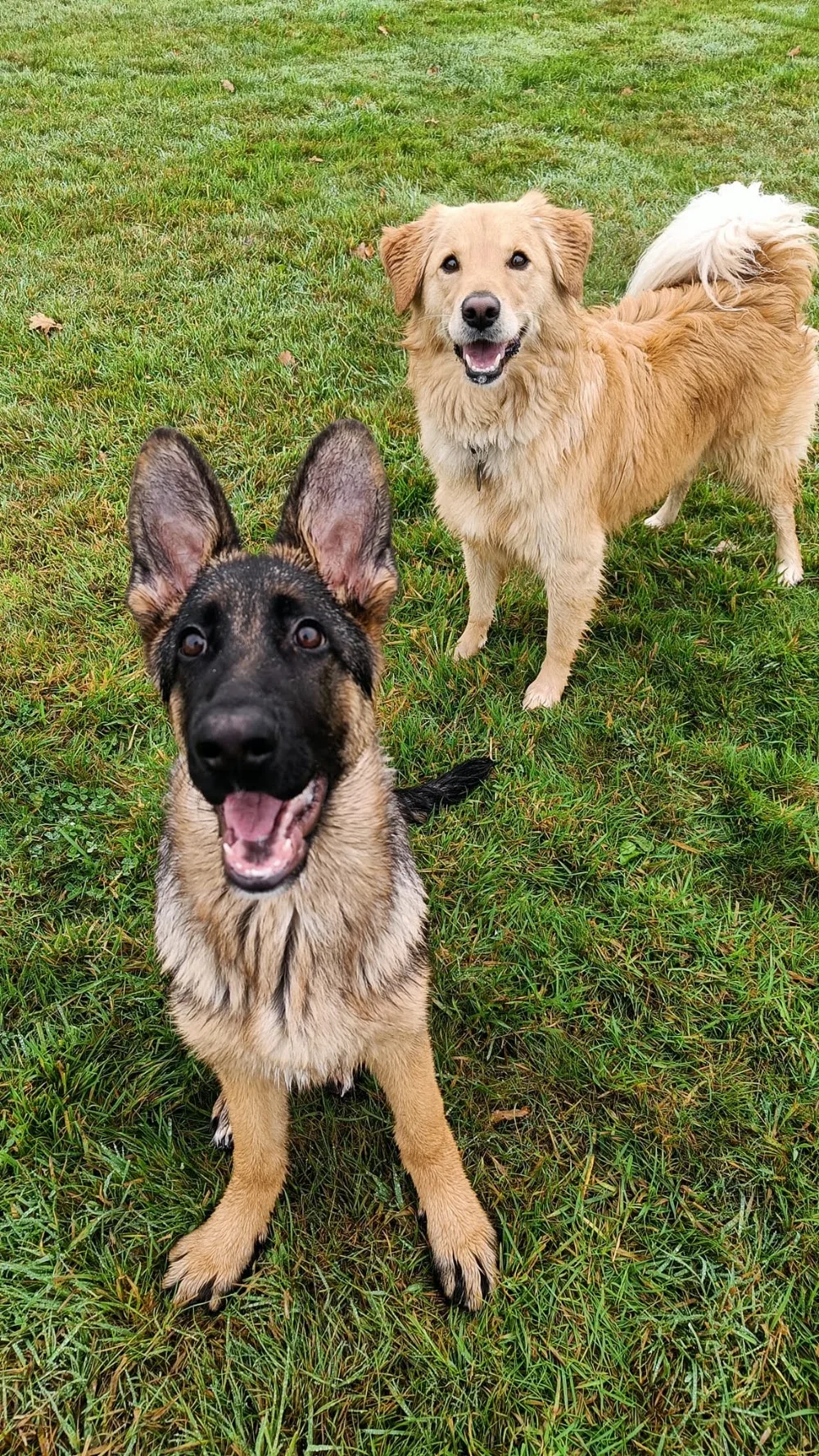 Kolding Hundecenter - Southern Denmark pet otel görseli 3