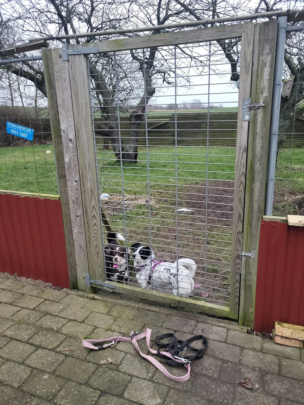 Langelands Hundepension - Southern Denmark pet otel görseli 2