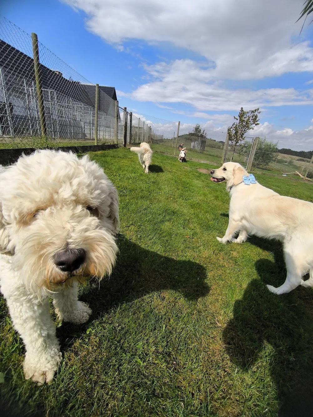 Lille Dyred Hundepension v/Kikki Nielsen - Southern Denmark pet otel görseli 3