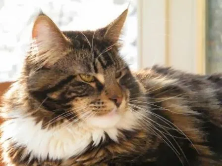 Maine Coon Cattery Osterby Castle - Southern Denmark pet otel