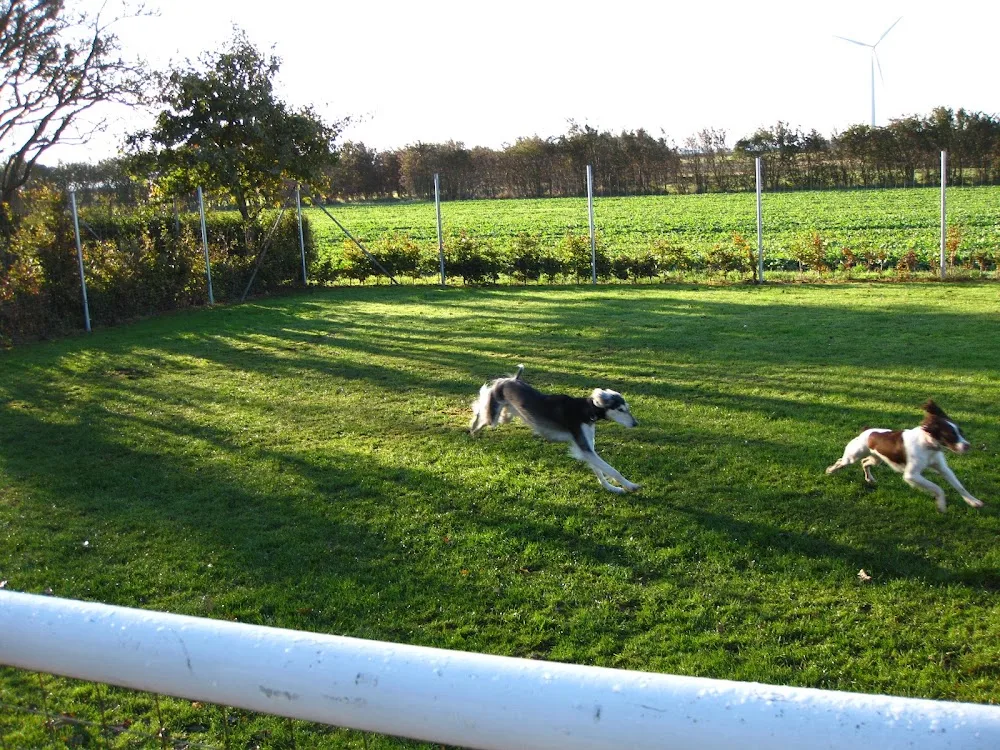 Moisen Leif and Ann-Britt - Southern Denmark pet otel görseli 3