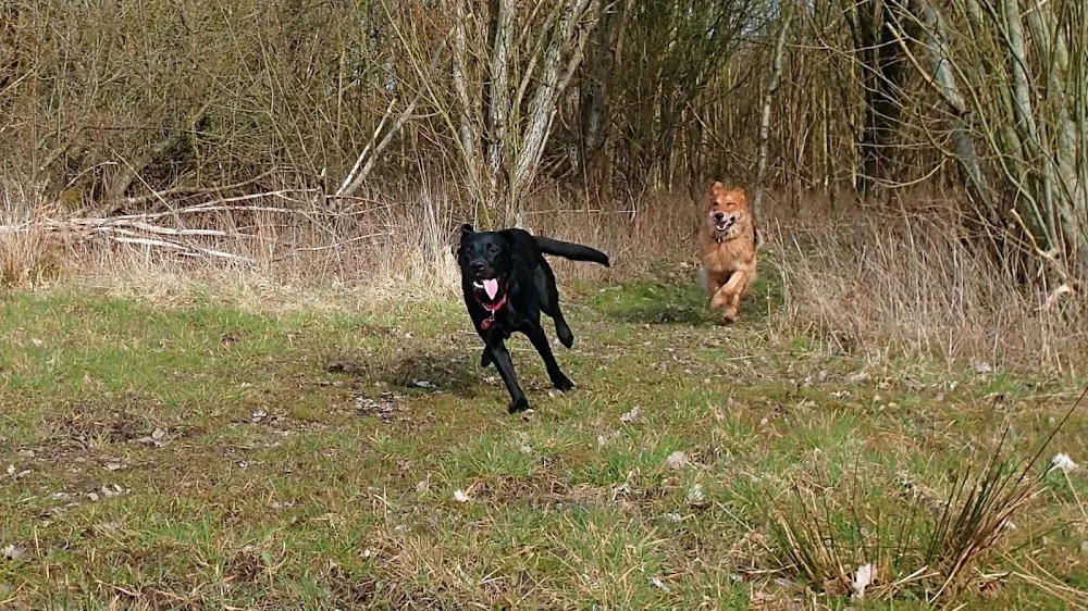 Rodselle Hundepension - Southern Denmark pet otel görseli 3
