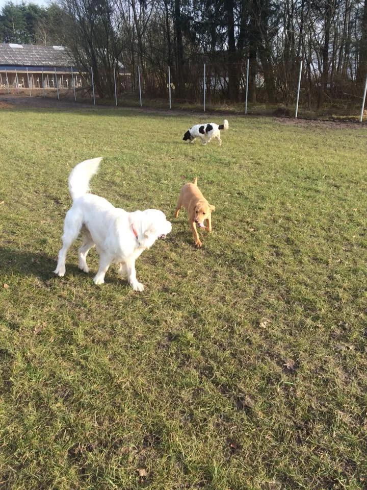 Rønhoffs Hundepension - Southern Denmark pet otel