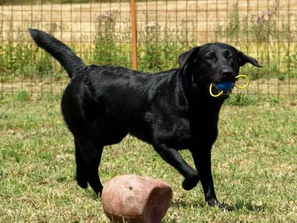 Storebælt Hundehotel og hundepension - Southern Denmark pet otel