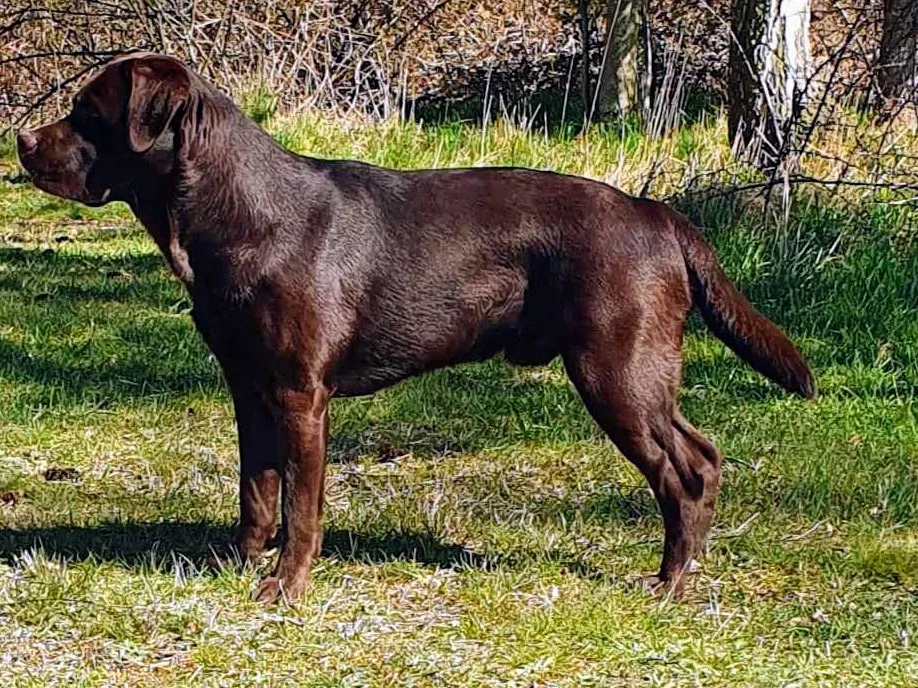 Storebælt Hundehotel og hundepension - Southern Denmark pet otel görseli 3