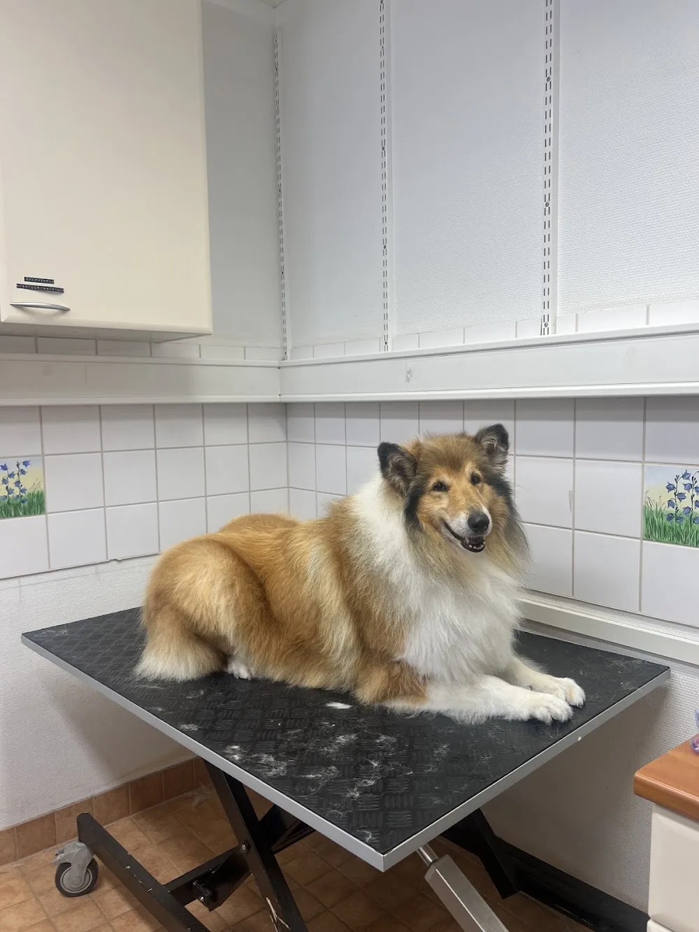 Trimmaamo Villasalonki - Southern Ostrobothnia pet otel