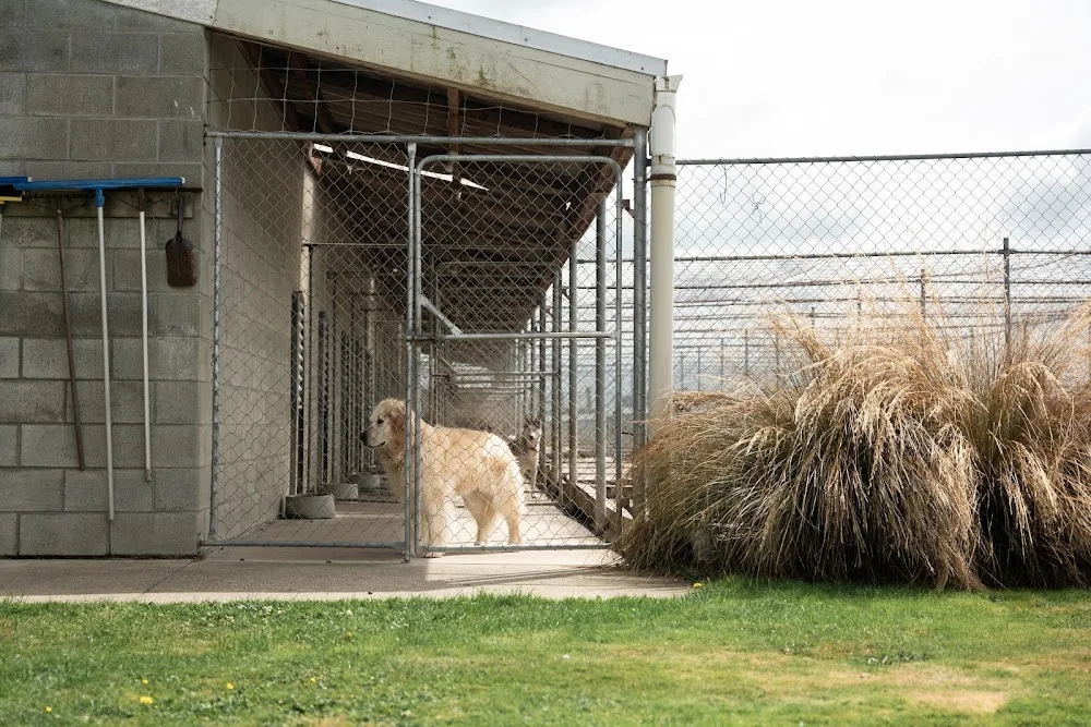 Lornewood Kennels - Southland pet otel görseli 3