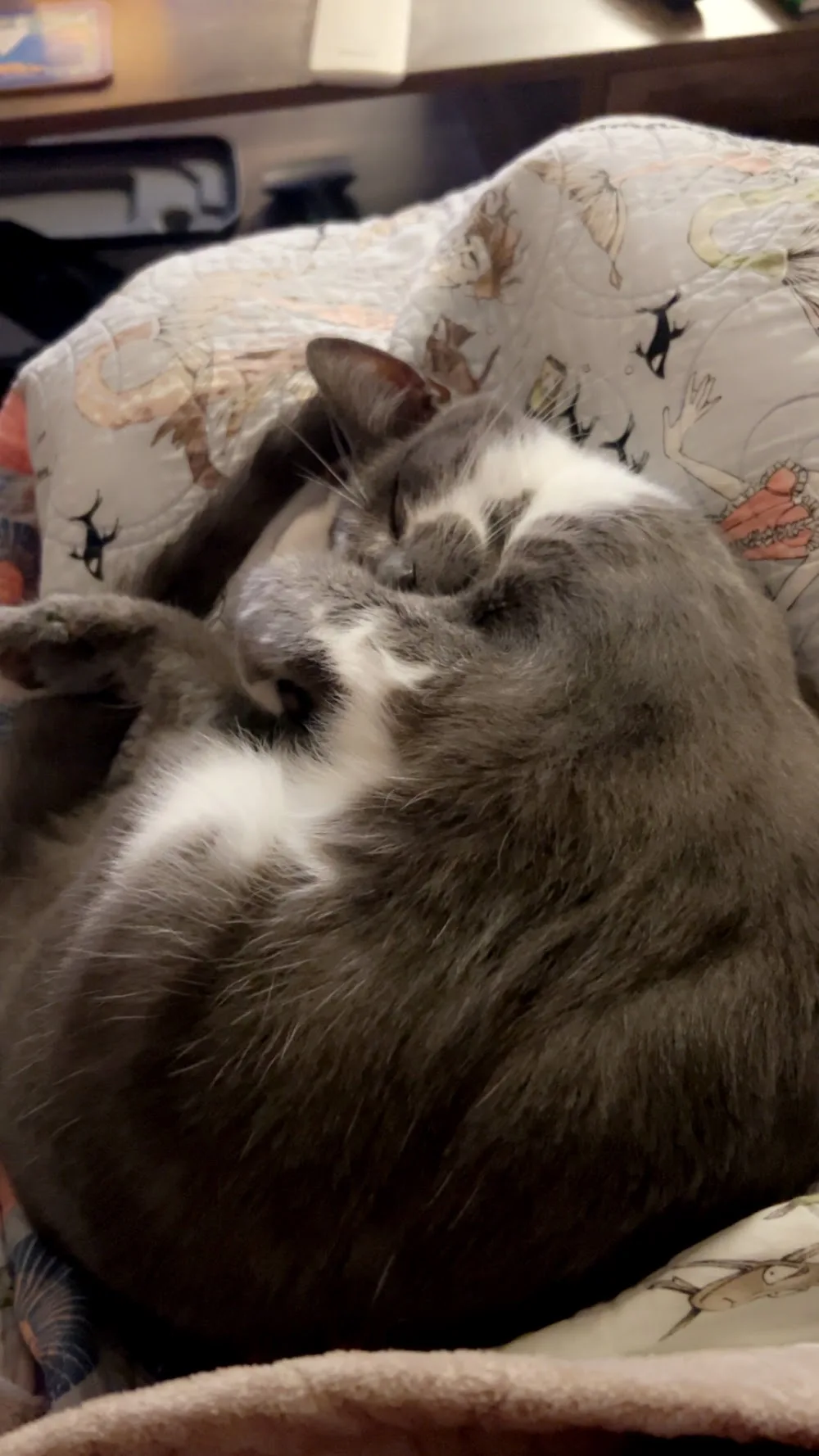 Smart Road Cattery - Southland pet otel görseli 7