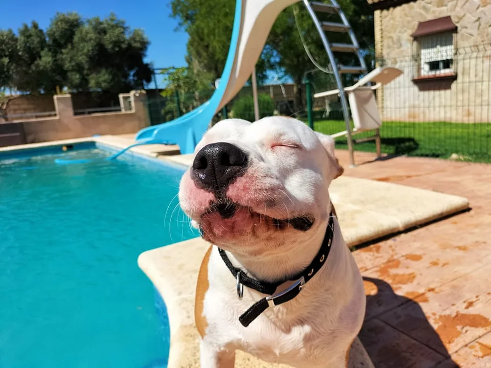 AMIGOMIO - Spain pet otel