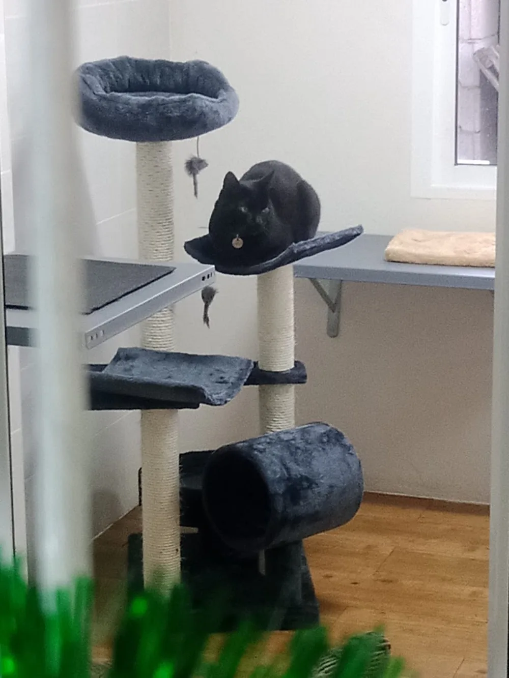 Arista Kats Cattery/Residencia Felina - Spain pet otel