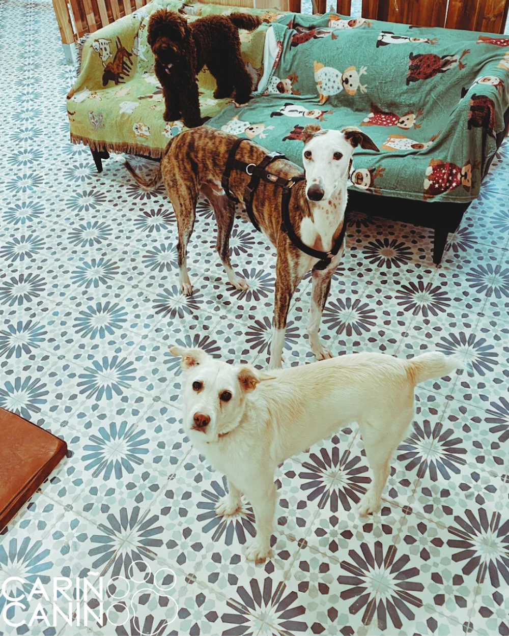Cariño Canino - Spain pet otel görseli 3