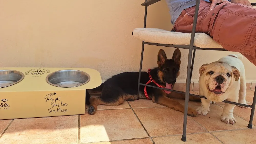 Cenla Residencia Canina Valencia - Spain pet otel