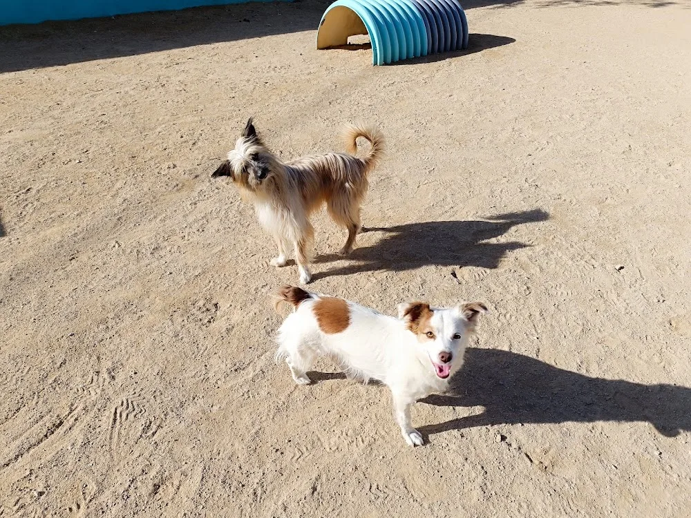 Centro canino Los Árboles - Spain pet otel görseli 2