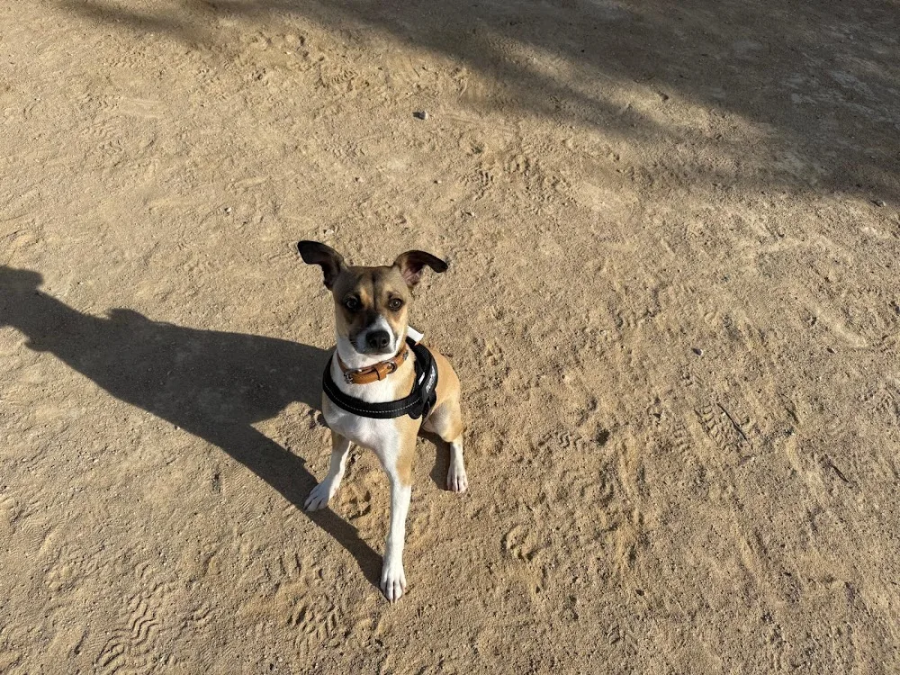 Centro canino Los Árboles - Spain pet otel görseli 3