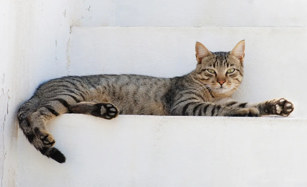 Cozy Cats Cattery - Spain pet otel görseli 3