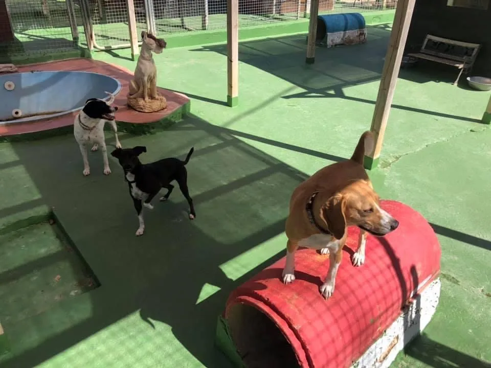 Cozy Kennels S.L - Spain pet otel görseli 3