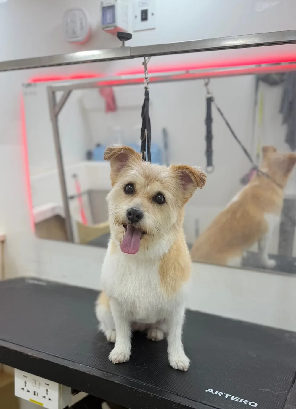 Fur Seasons Dog Hotel and Spa - Spain pet otel görseli 2