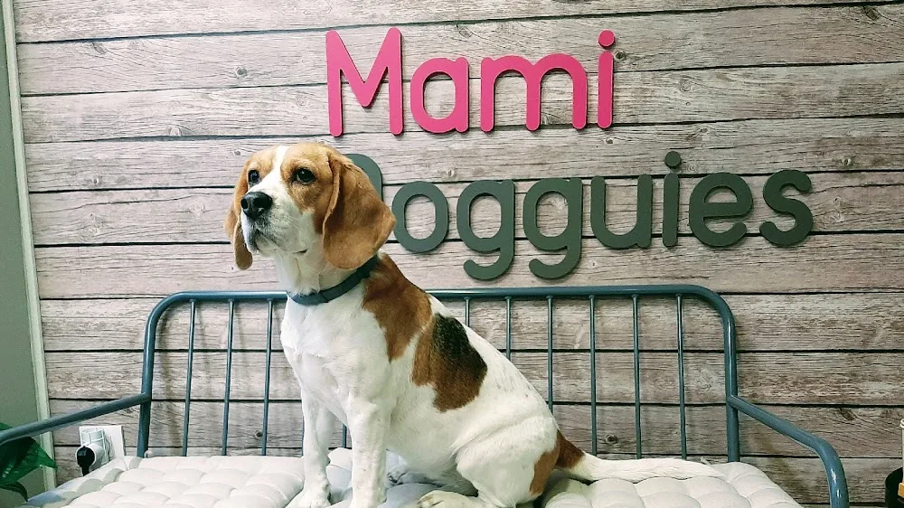 Guardería canina en Madrid | Mami Dogguies 🐾 - Spain pet otel