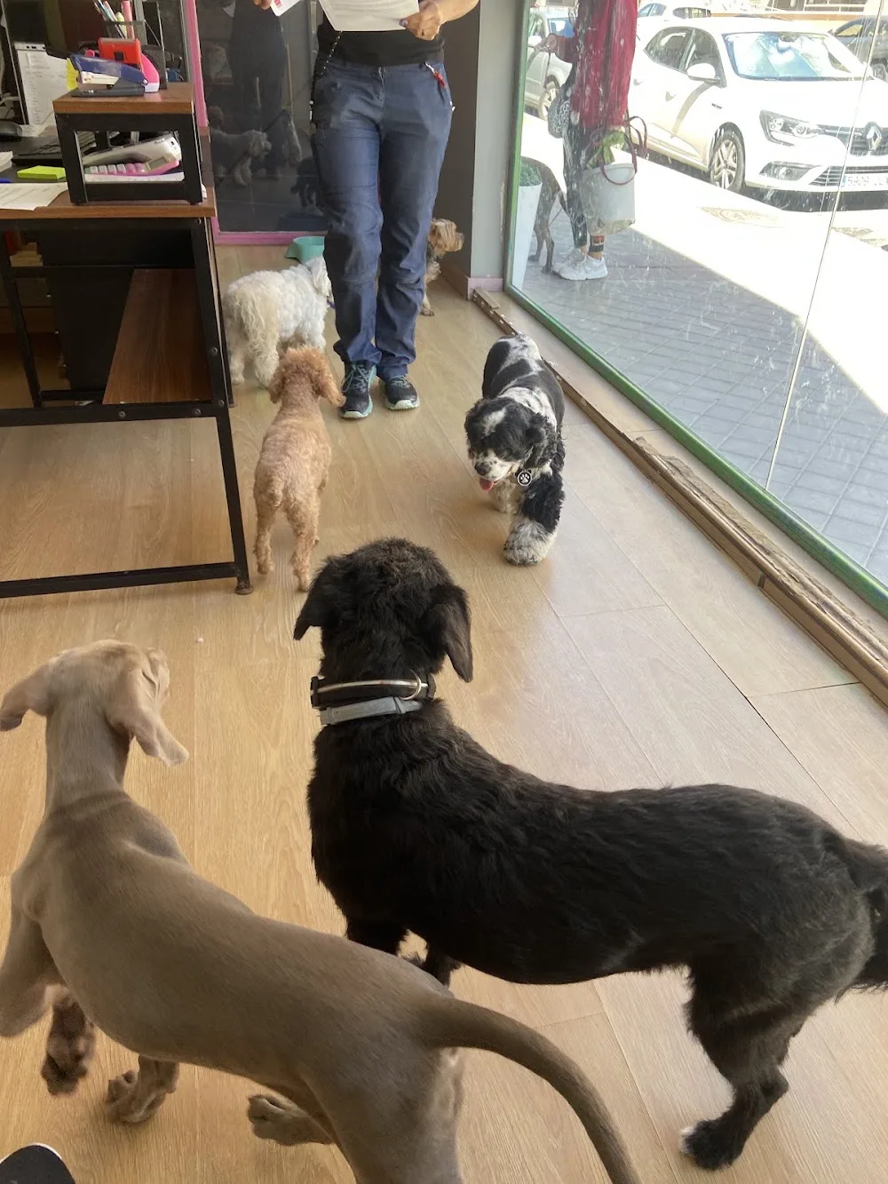 Guardería canina en Madrid | Mami Dogguies 🐾 - Spain pet otel görseli 3