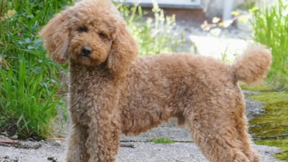 Guarderia Canina Jerez - Spain pet otel görseli 2