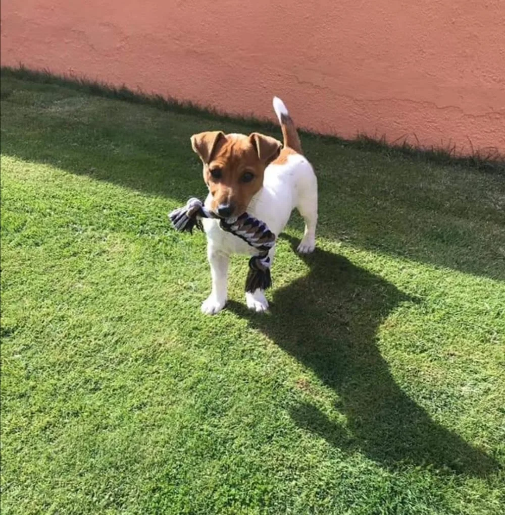 Guarderia Canina Jerez - Spain pet otel görseli 3